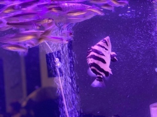 ダトニオ　プラスワン