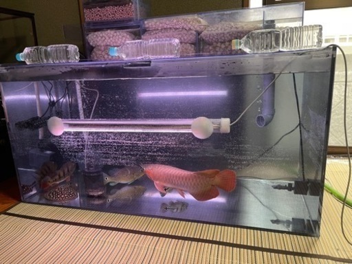 ダイヤモンドポルカ