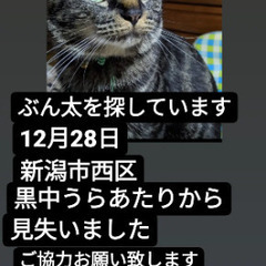 迷子猫 キジトラ ぶん太 捜索しています