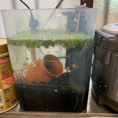 ゴールデンアカヒレ　水槽セット