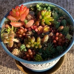 多肉植物　セダム寄植え(鉢付き)