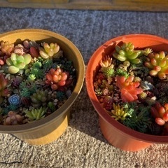 多肉植物　セダムカット苗　鉢ごと♪