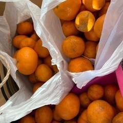 みかん　300円の画像