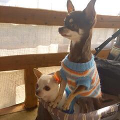 犬友及び夫婦友達募集🐶