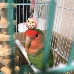 コザクラインコが脱走してしまいました。→無事見つかりました！！あ...
