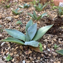 アガベ　パリー・トランカータ　1株 