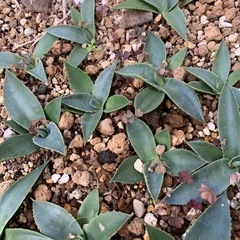 強耐寒性アガベ　ハバーディアナ　ハバルディアナ　1株