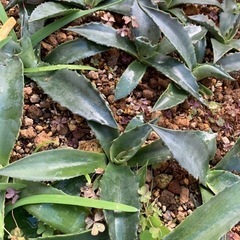 アガベ　プロトアメリカーナ　1株の画像