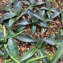 アガベ　プロトアメリカーナ　1株