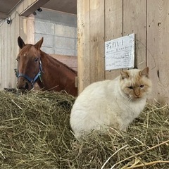 馬のエサ作りや馬房清掃(寝藁あげ)  1日3時間〜5時間　午前中だけのパート、アルバイト！の画像