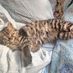 人懐っこい黒虎の子猫です