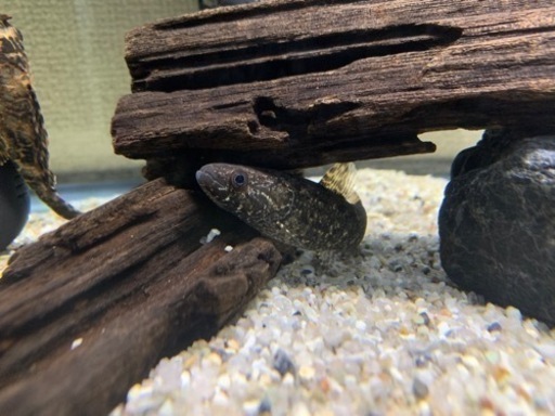 ブラックタライロン 10cm± リオ カピン産　ダトニオ  