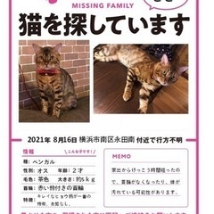 【猫を探している】