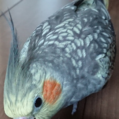 オカメインコを探してください