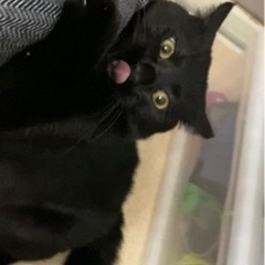 help！多頭飼い飼育、残された黒猫ちゃん