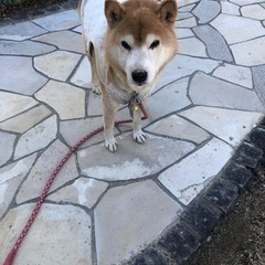 里親募集🐕代理投稿