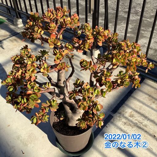 金のなる木２　多肉植物