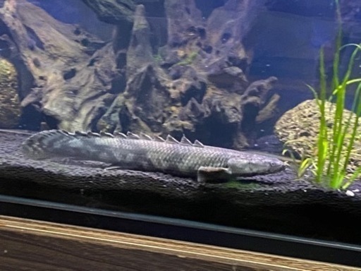 po.エンドリケリー 35cm～40cm  只今取引中