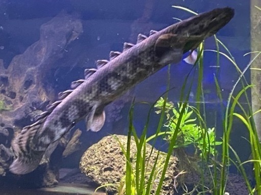po.エンドリケリー 35cm～40cm  只今取引中