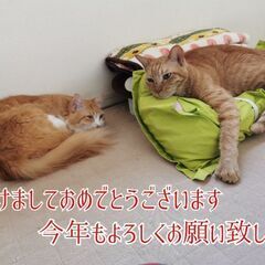 🔥🔥🔥ブランデーの香り　薪ストーブ　キャンプ⛺ナラ薪　　未乾燥