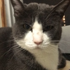 猫好き必見！　猫のいる隠れ家スタジオ「蒼と陽と花」☆ヨガ・ピラティスの個人レッスン☆の画像
