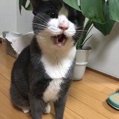 猫好き必見！　猫のいる隠れ家スタジオ「蒼と陽と花」☆ヨガ・ピラテ...