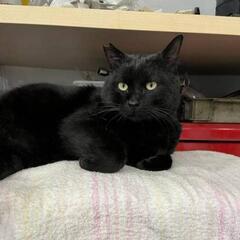 【募集を中止します】飼い猫（家猫）になりたい黒猫　くろちゃん　推...