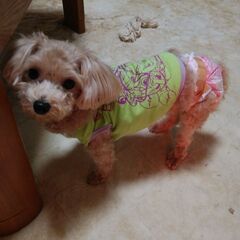 愛犬