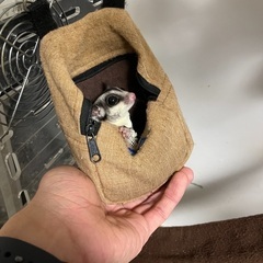 フクロモモンガ メス 1歳2ヶ月