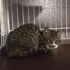 続・初猫in瀬戸！子猫から成猫までの臨時譲渡会～ちーむにゃいんず