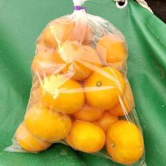 四日市産ミカン　S、M混合　 400円/2kg　みかん