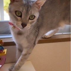 人間大すき❤️美猫ちゃん