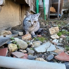 【里親様決まりました】アメショ風！？　サバトラ　人懐っこい可愛い女の子 − 岐阜県