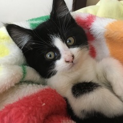 保護猫2ヶ月ハチワレ♂