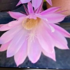 🌵短毛丸🌸
