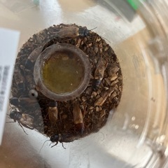 爬虫類などの餌