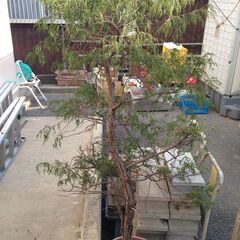 0円　鉢植え　ヒバ　ヒノキの画像