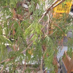 0円　鉢植え　ヒバ　ヒノキの画像