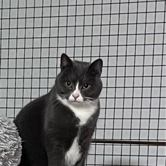 可愛い猫