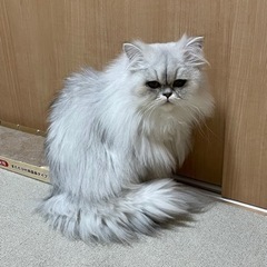 ペルシャ猫　メス　1才　避妊済み − 千葉県