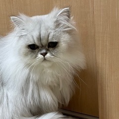 ペルシャ猫　メス　1才　避妊済み - 猫