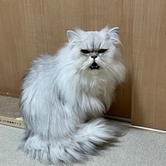 ペルシャ猫　メス　1才　避妊済み - 流山市