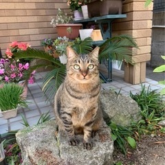 里親さん探しています