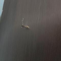 本棚三段の画像