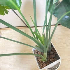 観葉植物　オーガスタ　105cmの画像