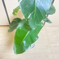 観葉植物　オーガスタ　105cmの画像