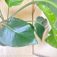 観葉植物　オーガスタ　105cmの画像