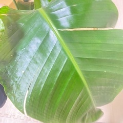 観葉植物　オーガスタ　105cmの画像