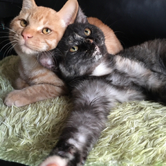 茶トラ♂とサビ♀の可愛い兄弟😻　　（募集一時中断します）