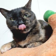 【サブリナ】人懐っこくて甘えん坊。
